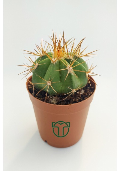 Melokaktus Matanzanus Kaktüs Özel Tür 5.5 Cm Saksida