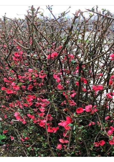 Videolu Bol Çiçekli Yörük Gelini Ağacı Fidanı 1 Adet 40-70cm Japanese Quince Süs Bitkisi