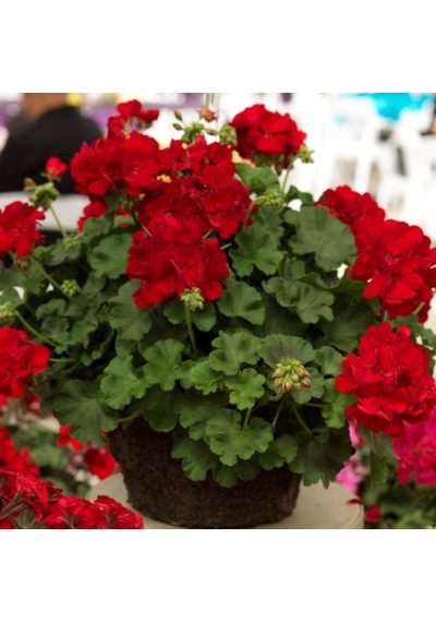 Sarkan Grandeur İvy Deep Red Sakız Sardunya Fidesi 1 Adet