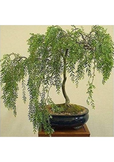 Bodur Gümüş Akasya Bonzai Ağacı Tohumu 5 Adet Tohum Bonsai Ağacı Tohumu