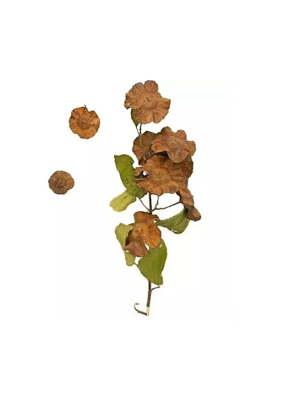 Karaçalı Otu 1. Kalite 150 G