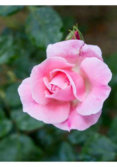 Avantajlı Kokulu Pembe Gül Yediveren 1 Adet Saksılı 50-70cm Aşılı Gül Pink Rose