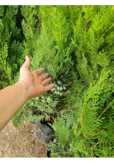 4 Adet Tüplü Mazı Çam Ağacı Fidanı