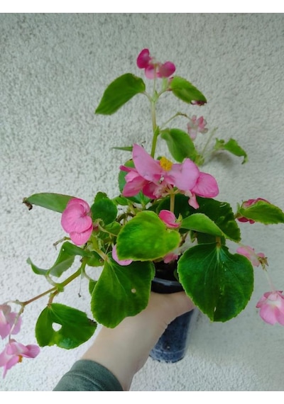 Şeker Begonya Fidanı 10-20 Cm Pembe