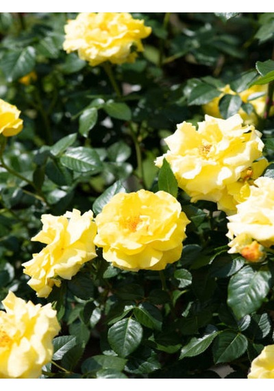 Avantajlı Sarı Sarmaşık Gül Fidanı Kokulu 90 140 Cm 1 Adet Tüplü Aşılı Gül Yellow Rose