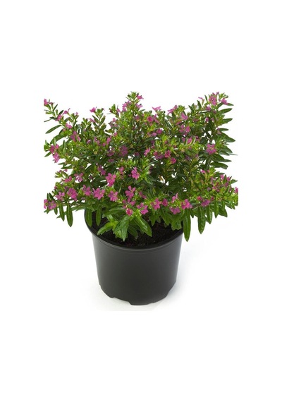 Kufeya Çiçeği Cuphea Hyssopifolia 10-20 Cm
