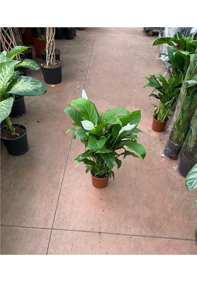 Canlı Saksılı Spatıfılıum Barış Çiçeği 70 Cm,17 Cm Saksı Çapı