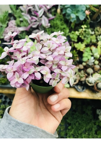 Calisia Repens Pink Lady Minik Pembe Yapraklı Telgraf Çiçeği