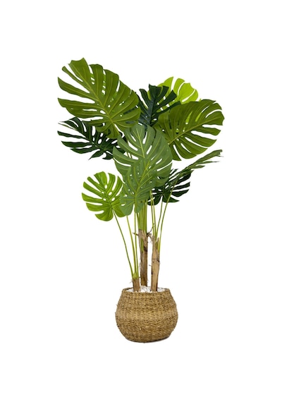 Biçiçek Yapay Monstera Ağacı Deve Tabani 150 Cm Geoi̇t Hasir Saksıda