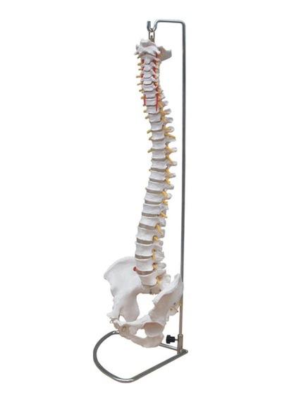 Omurga Modeli ( Omurga Maketi) 75 Cm