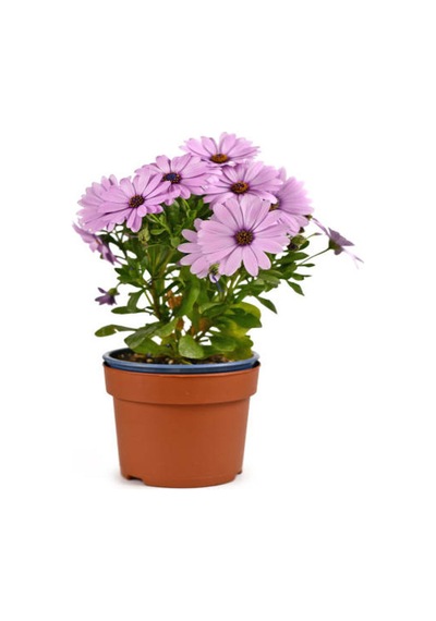 Videolu Bodrum Papatyası Pembe Renkli 20 35 Cm 1 Adet Saksılı Begonia Semperflorens