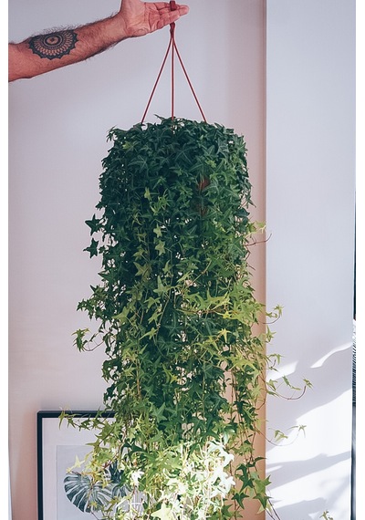 Hedera Helix Mor Çiçekli Salon Sarmaşığı Tohumu
