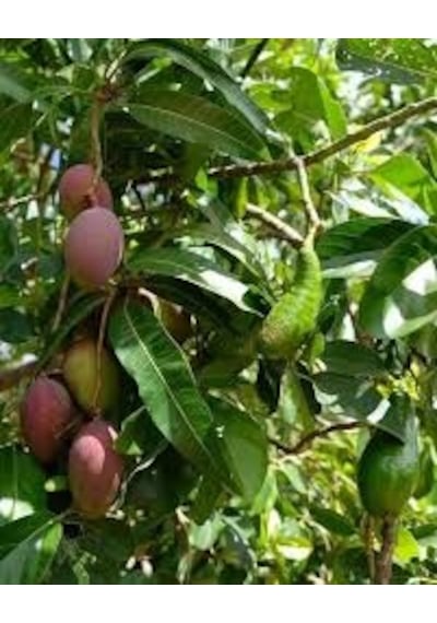 Tüplü Türkiye'De Yetişebilen Mango Fidanı N11.873