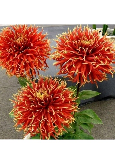 Show'n Tell İri Çiçekli Yıldız Dahlia Çiçeği Soğanı Yumrusu 1 Adet