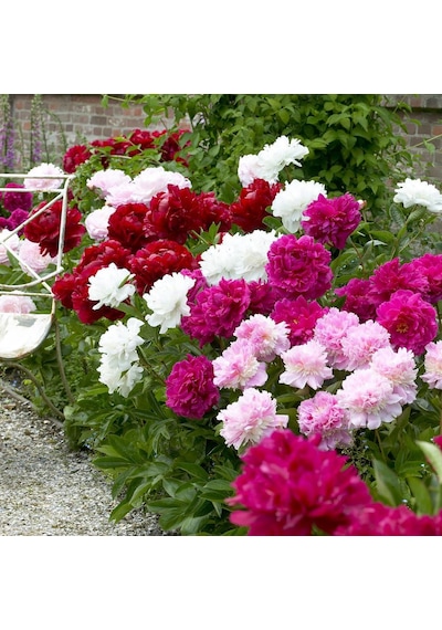 Katmerli Karışık Renkli Şakayık Çiçeği Yumrusu Mix Peony 3 Adet