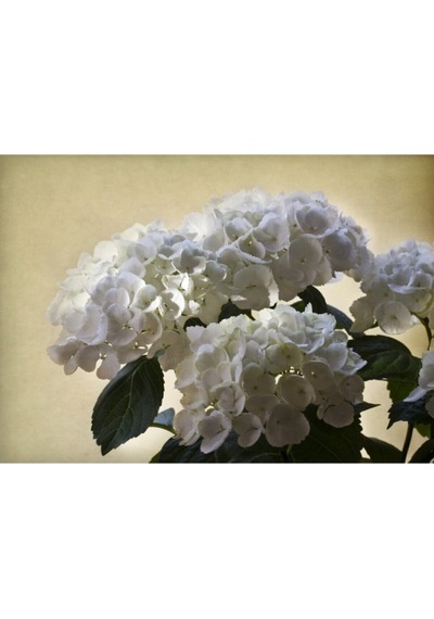 2 Adet Pembe/beyaz Çiçekli Ortanca Fidanı 30-55 Cm Tüplü Çiçekli Bodur Pink/white Hydrangea