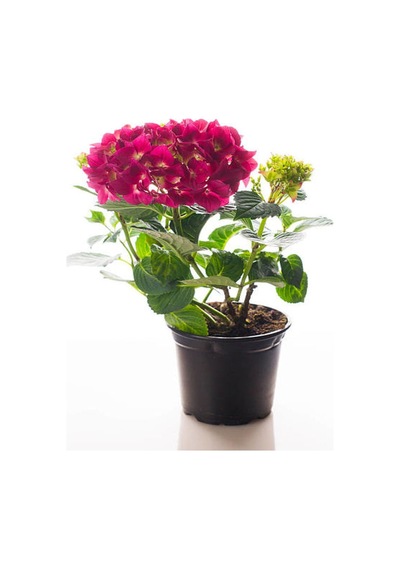 Özel Fuşya Renk Çiçekli Ortanca Fidanı 30-60 Cm Tüplü Çiçekli Bodur Bitkiler Hydrangea