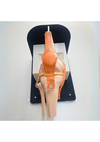 Menisküs Artroskopi Eğitim Seti - Diz Modeli - Praticmed