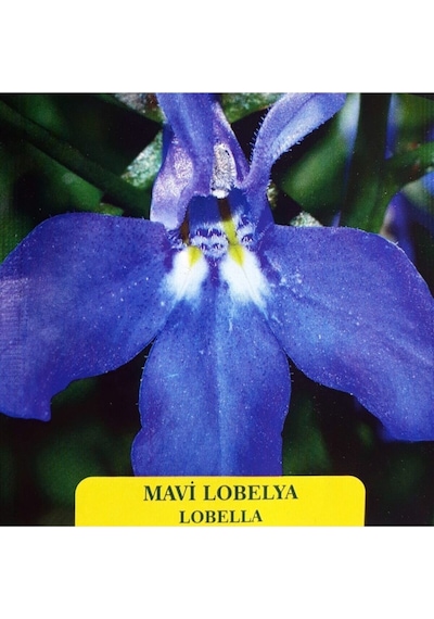 Mavi Lobelya Tohumu