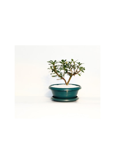 Bonsai Pitosporum Yıldız Çalısı - 7 Yaşında Yeşil Saksı