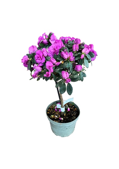 Rhododendron Indicum 'purple' Açelya Çiçeği