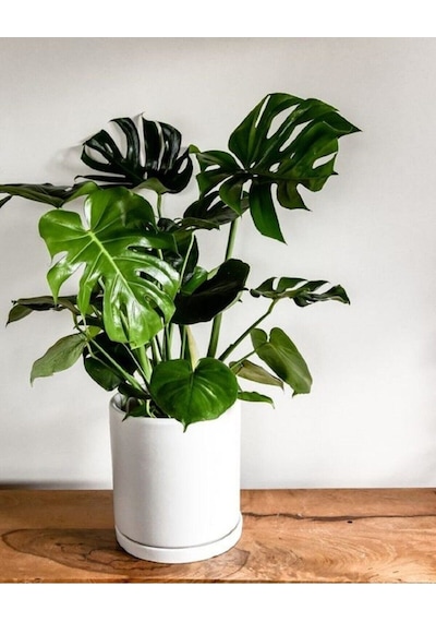 Deve Tabanı Bitkisi 90 110 Cm Monstera Deliciosa Ev Bitkisi Ofis Bitkisi Salon Bitkisi