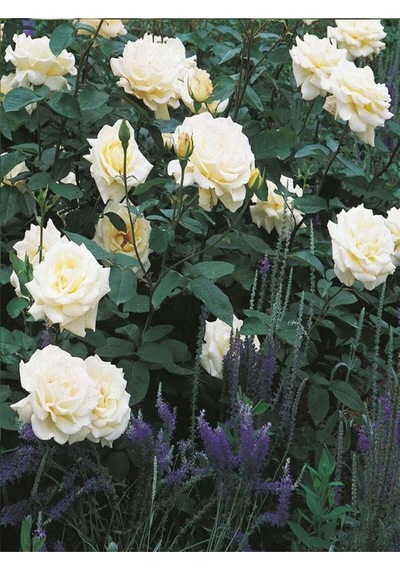 Krem Beyazı 2 Adet Yediveren Kokulu Gül Fidanı Saksılı 50-75 Cm Cream White Rose