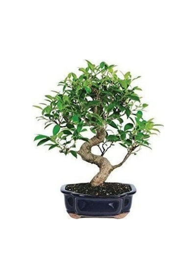 Nadir Ithal Bodur Defne Bonzai Ağacı Tohumu 3 Tohum Bonsai Tohumu