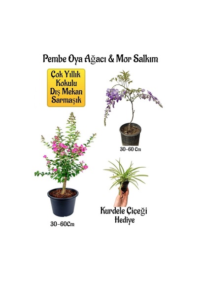 Pembe Oya Ağacı Fidanı+mor Salkım Ağacı Fidanı Kurdele Çiçeği Bahçe Peyzaj Seti