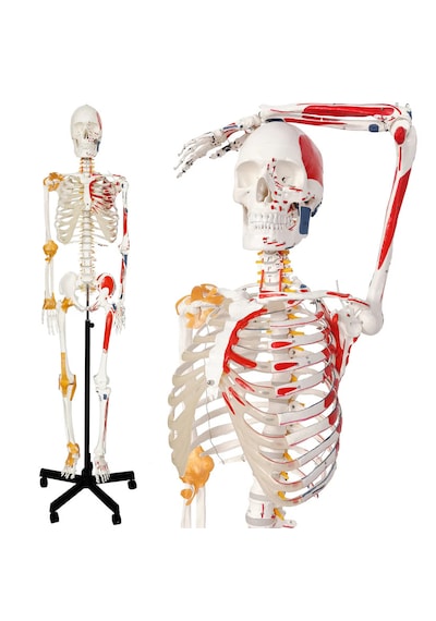 Gerçek Boyutlarında Kasları Ve Ligamentleri Gösteren Numaralandırılmış İnsan İskeleti Modeli, 180 Cm - İskelet Maketi 01