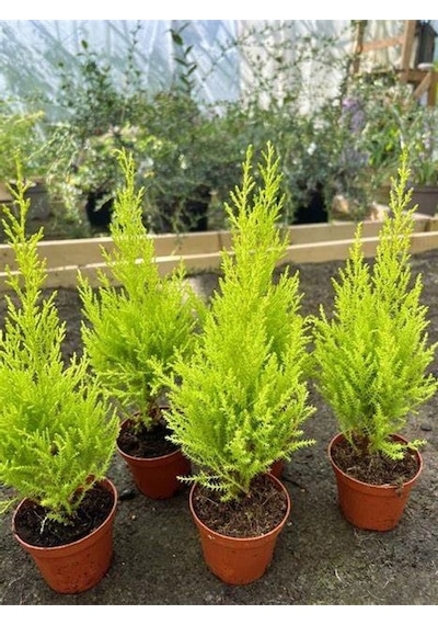 Bahçelerin Vazgeçilmezi Limon Çamı Fidanı 20 Adet Tüplü 15-25cm Bahçe Bitkisi