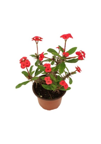 Euphorbia Milli Dikenler Tacı Kırmızı Iç Mekan Dekoratif Bitki