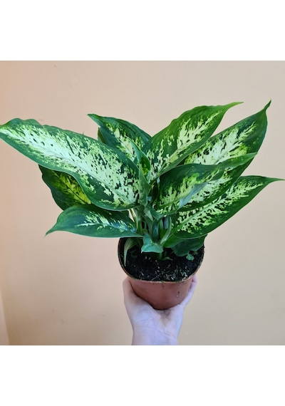 Dieffenbachia Compacta - 20-30 Cm 5 Adet