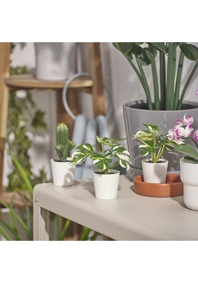 Ikea Fejka Saksılı Yapay Bitki, Yeşil, 6 Cm, Monstera