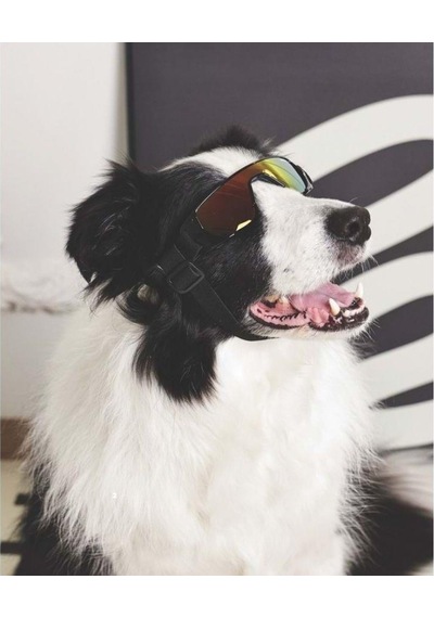 M-pets Sunny Sunbather Köpek Gözlüğü Siyah