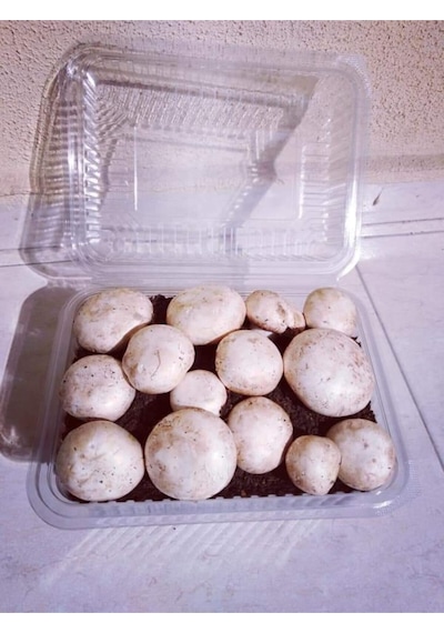 Kültür Mantarı Ekili Kutu Ve Eğitim Kılavuzu