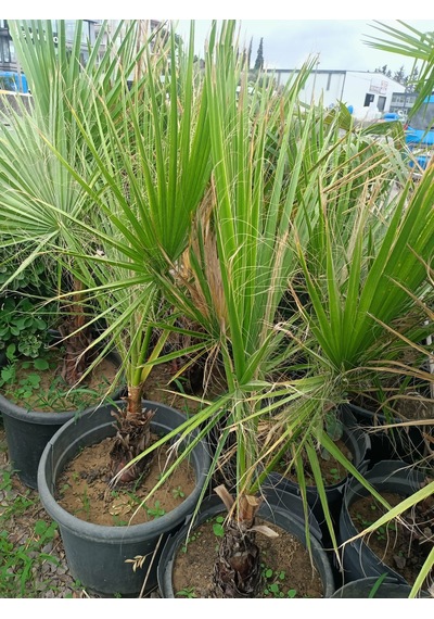 Yeşil Deniz Fidancılık Washingtonia Palmiye Fidanı 70-120 Cm