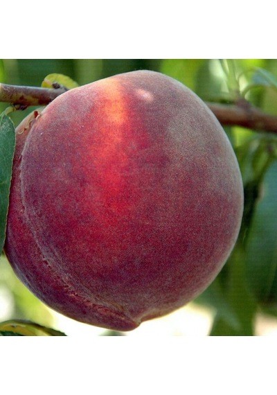 Red Haven Şeftali Fidanı Aşılı - 2 Yaş Açık Köklü 80-100 Cm
