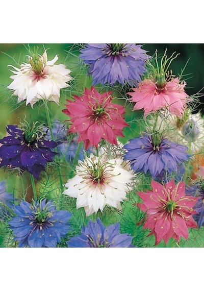 100+ Nigella Damascena Bitki Tohumu