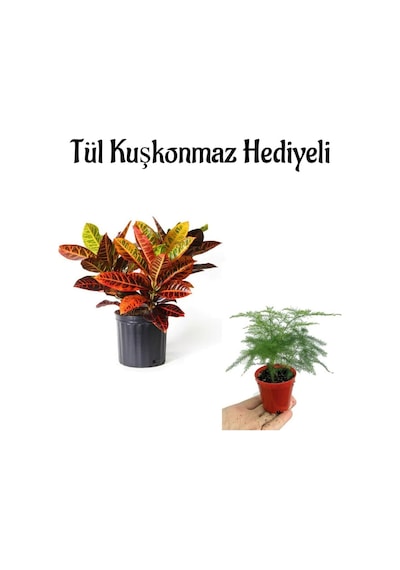 Harika Yapraklarıyla Kraton Çiçeği Anneler Gününe Özel Tül Kuşkonmaz Hediyeli