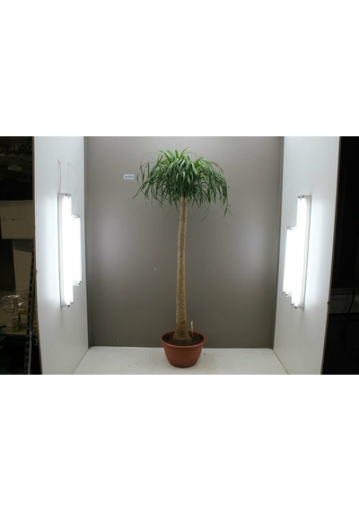 Nolina – Fil Ayağı 40-60 cm