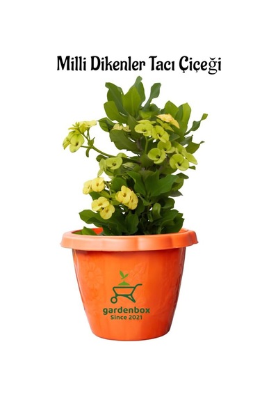 Formlu Sarı Renk Euphorbia Dikenler Tacı 20-25cm