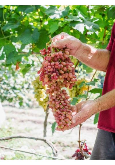 Videolu Tatlı Pembe Üzüm 2 Adet Saksılı/ Tüplü 30-50cm Dış Mekan Bitkisi Red Grapes