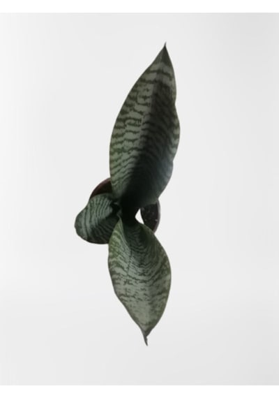 Çok Avantajlı Mini Paşa Kılıcı Sansevieria 30-40cm Diğer