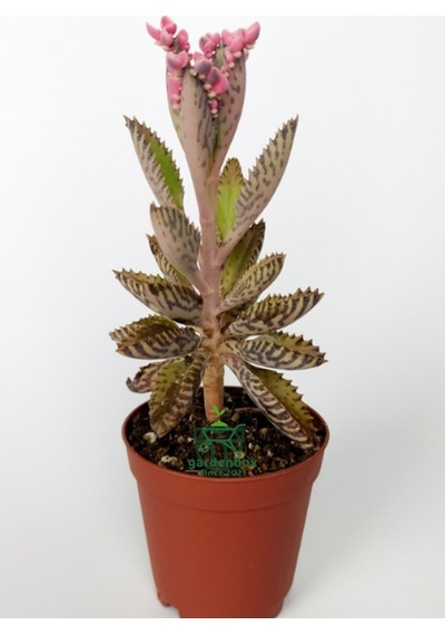 Pembe Renk Kalanchoe Daigremontiana 1 Saksılı 10-15cm
