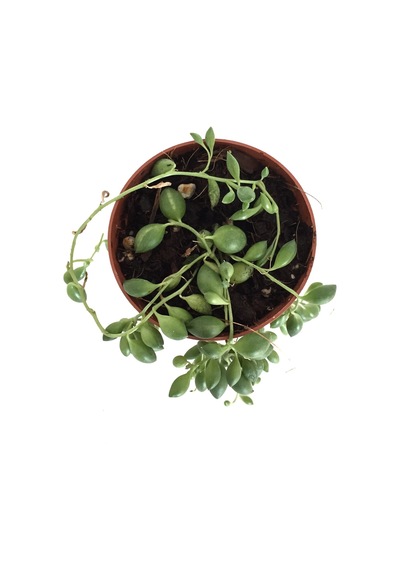 Senecio Rowleyanus (Tesbih Çiçeği) Ø5,5 CM H0-10 CM