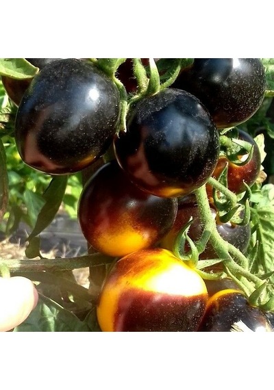 Bosque Bumblebee Cherry Domates Tohumu 15 Tohum