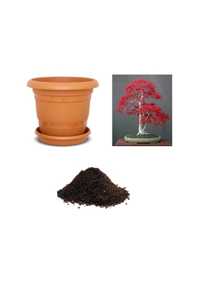 Ithal Acer Rubrum Bonzai Ağacı Tohumu Ekim Seti