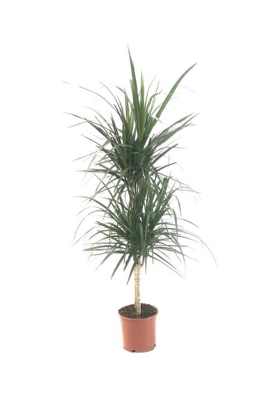 Dracaena Marginata İkili 5050