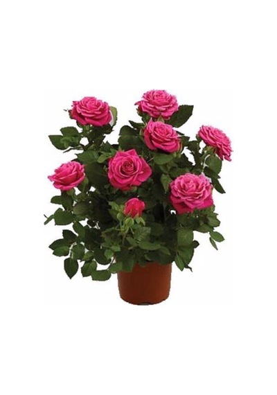 Canlı Yediveren Pembe Bodur Gül Fidanı 1 Adet Saksılı 30-60 Cm Bahçe Bitkisi Pink Rose